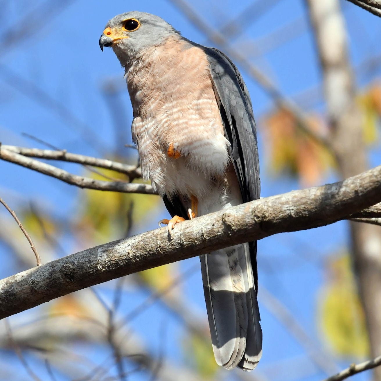 Изменчивый ястреб (Accipiter hiogaster) Фото №4