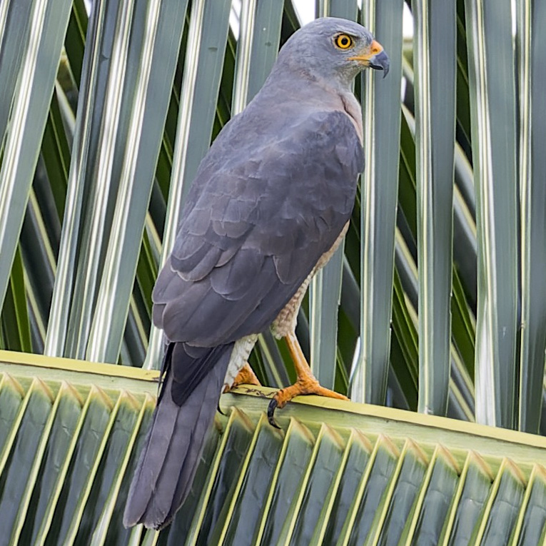 Изменчивый ястреб (Accipiter hiogaster) Фото №5