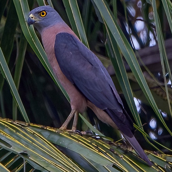 Изменчивый ястреб (Accipiter hiogaster) Фото №6