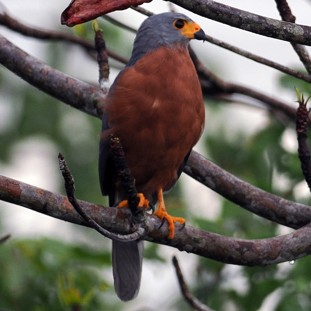Изменчивый ястреб (Accipiter hiogaster) Фото №7
