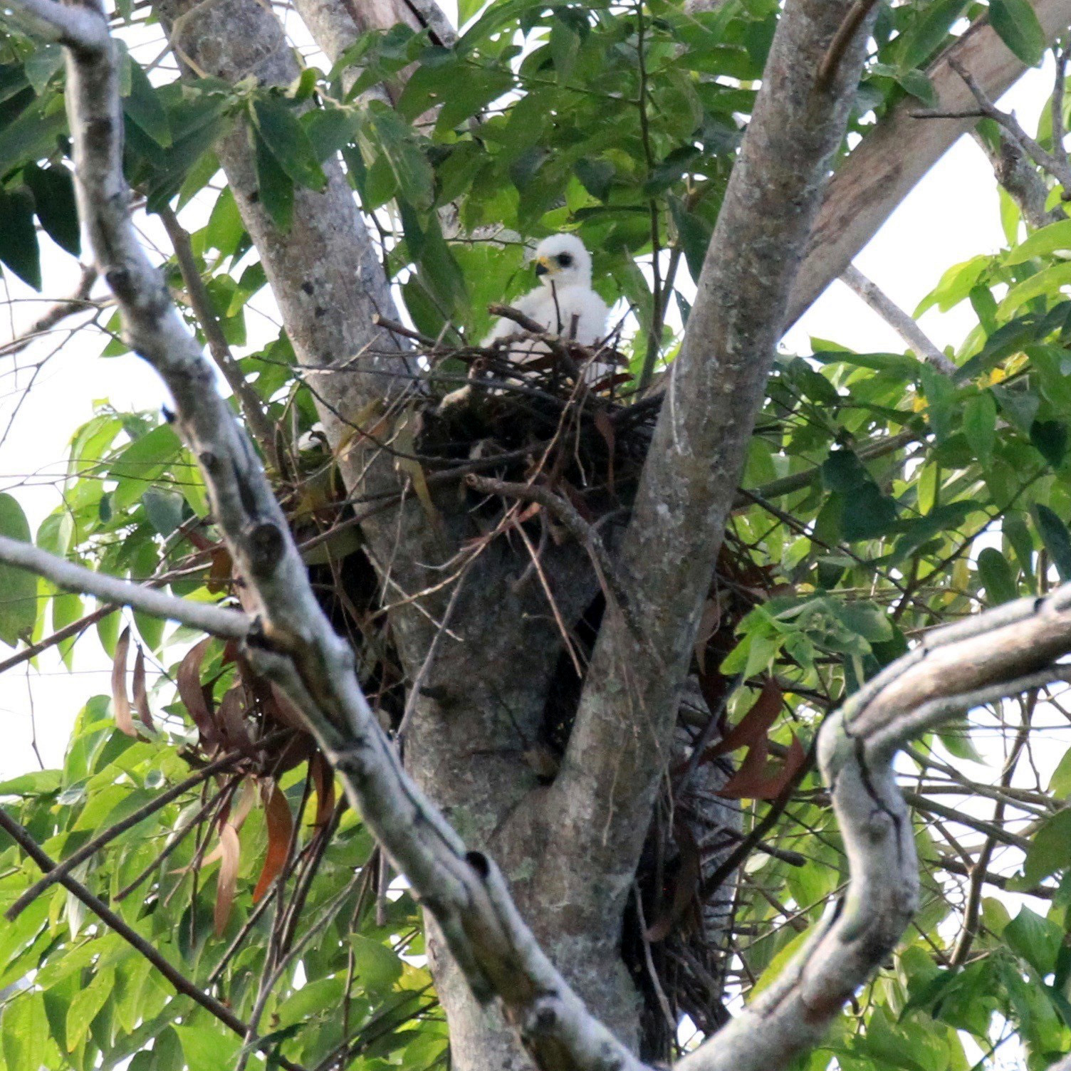 Изменчивый ястреб (Accipiter hiogaster) Фото №9