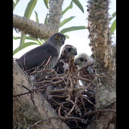 Мадагаскарский перепелятник (Accipiter madagascariensis) Фото №10