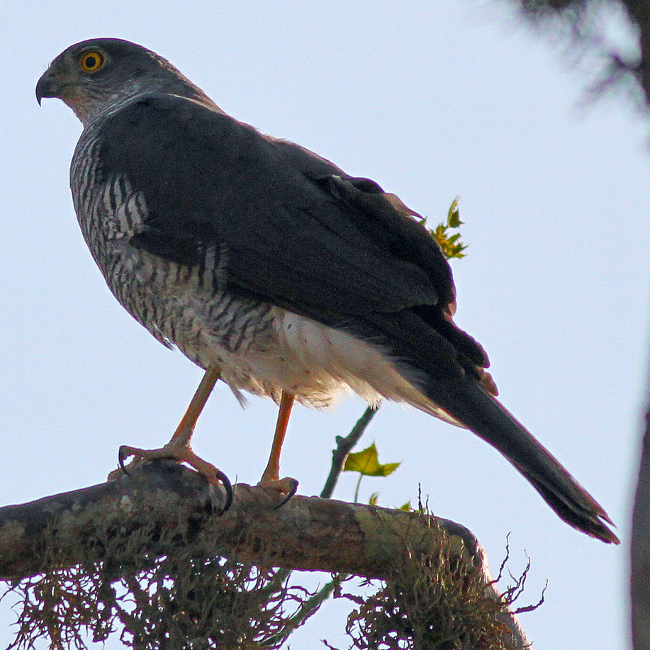 Мадагаскарский перепелятник (Accipiter madagascariensis) Фото №2