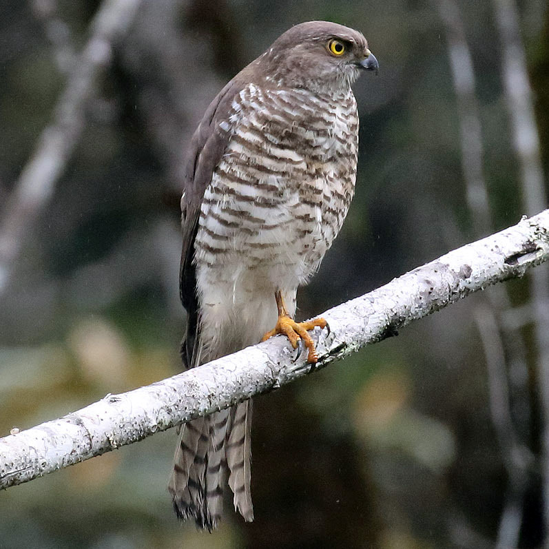 Мадагаскарский перепелятник (Accipiter madagascariensis) Фото №3