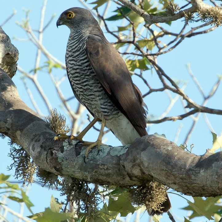 Мадагаскарский перепелятник (Accipiter madagascariensis) Фото №4