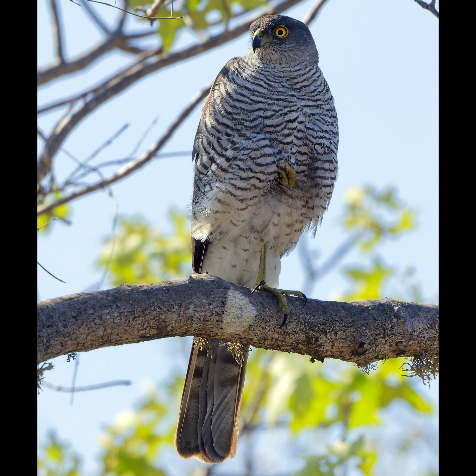 Мадагаскарский перепелятник (Accipiter madagascariensis) Фото №5