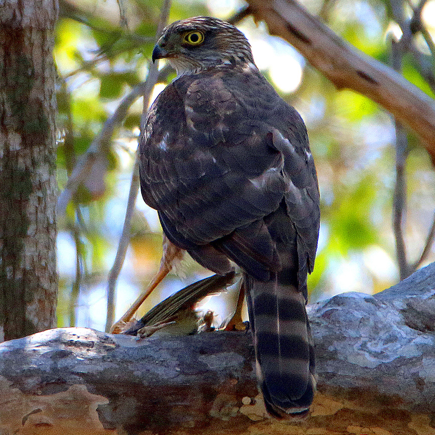 Мадагаскарский перепелятник (Accipiter madagascariensis) Фото №6