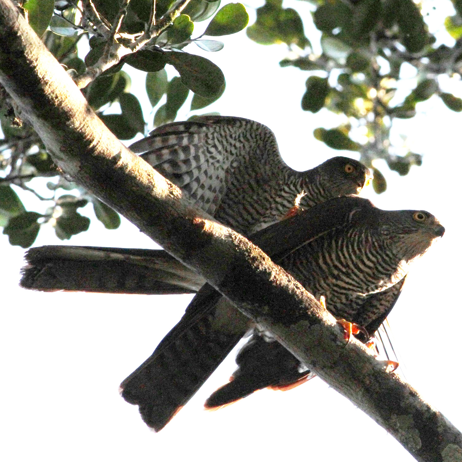 Мадагаскарский перепелятник (Accipiter madagascariensis) Фото №8