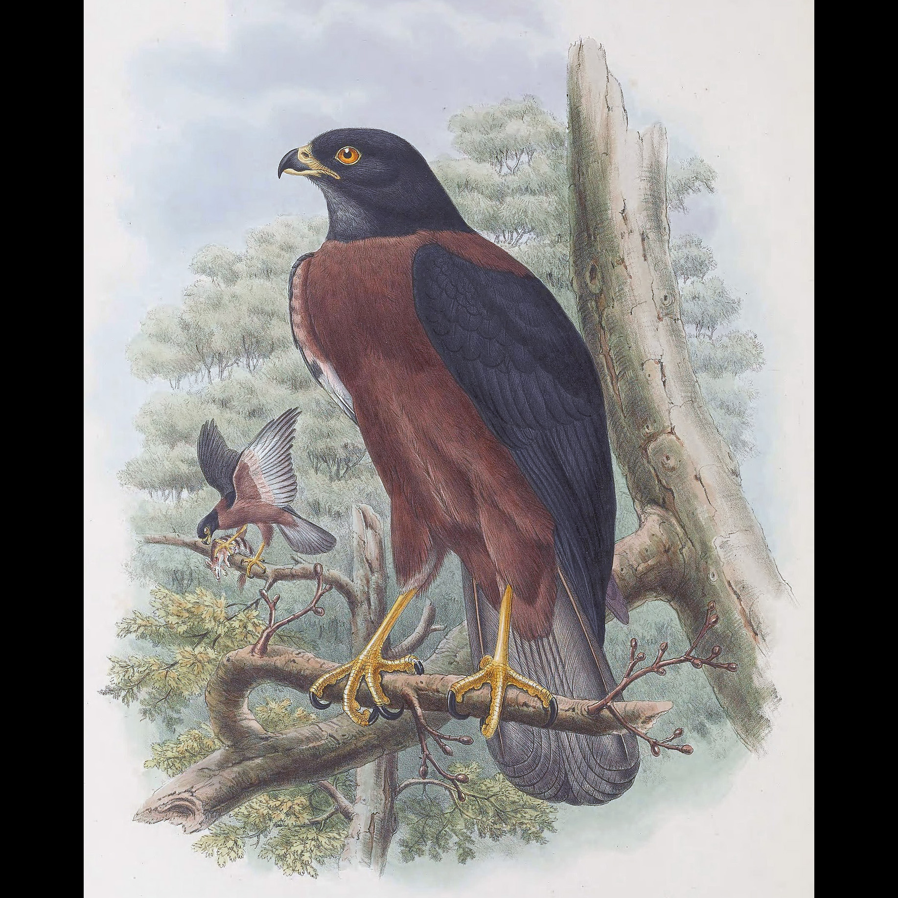 Черноспинный ястреб (Accipiter melanochlamys) Фото №10