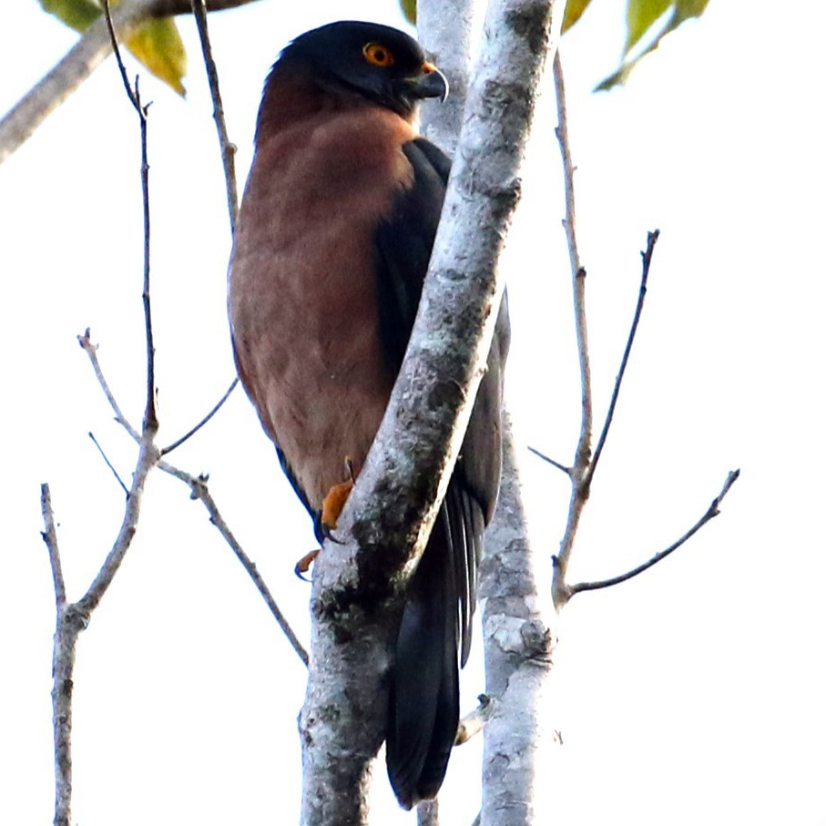 Черноспинный ястреб (Accipiter melanochlamys) Фото №2