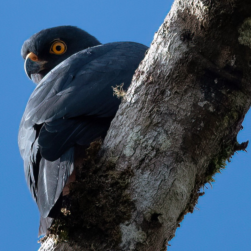 Черноспинный ястреб (Accipiter melanochlamys) Фото №3