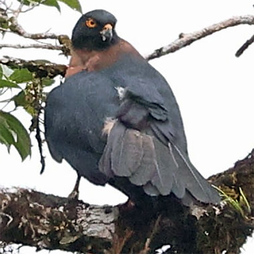 Черноспинный ястреб (Accipiter melanochlamys) Фото №4