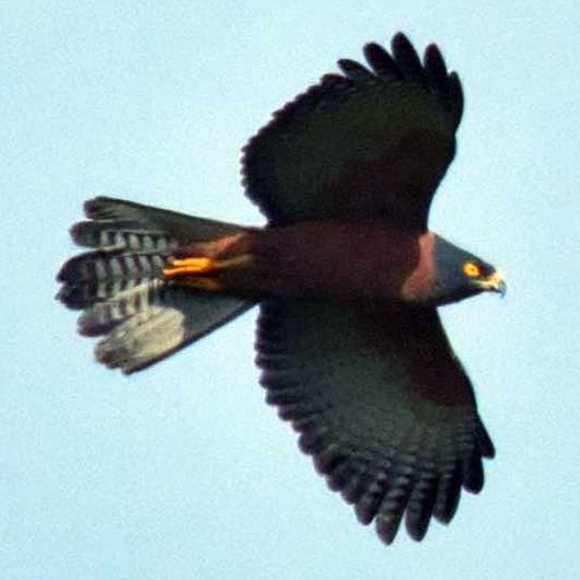 Черноспинный ястреб (Accipiter melanochlamys) Фото №6