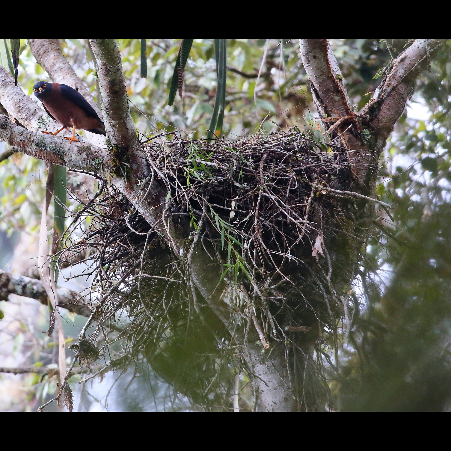 Черноспинный ястреб (Accipiter melanochlamys) Фото №7