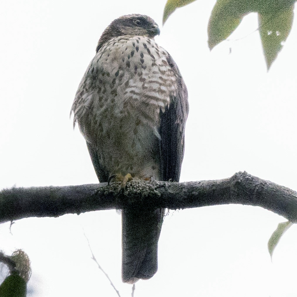 Черноспинный ястреб (Accipiter melanochlamys) Фото №8