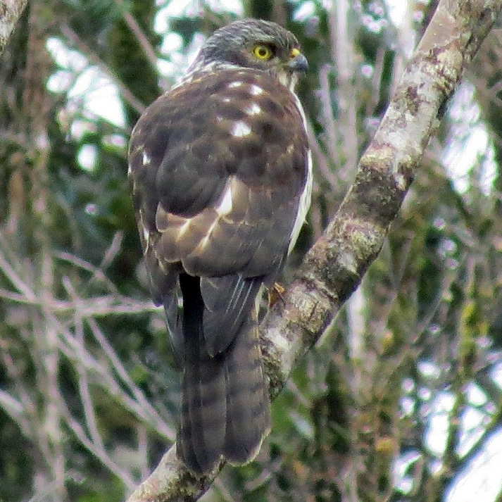 Черноспинный ястреб (Accipiter melanochlamys) Фото №9