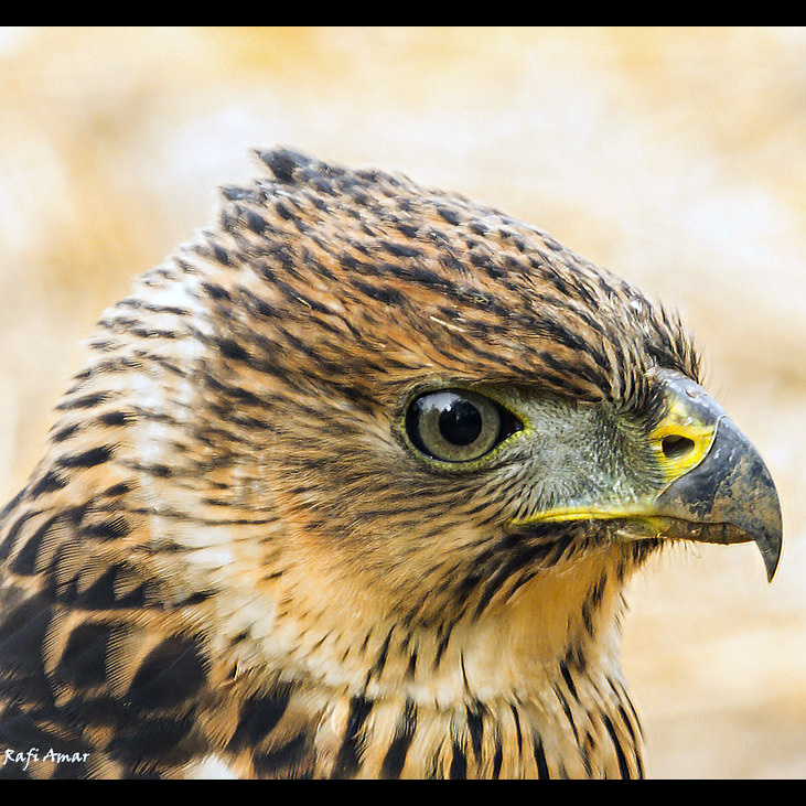 Чёрно-белый ястреб (Accipiter melanoleucus) Фото №10