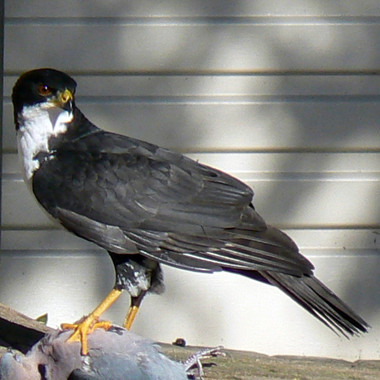 Чёрно-белый ястреб (Accipiter melanoleucus) Фото №2