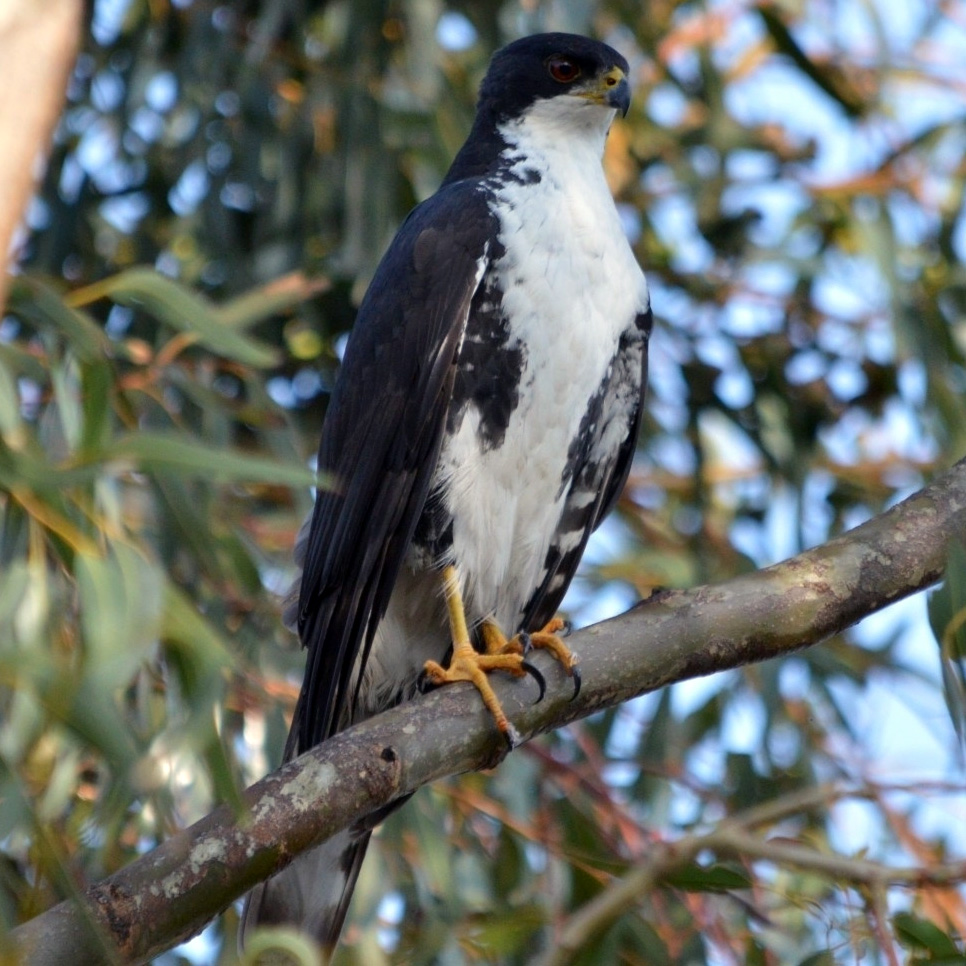 Чёрно-белый ястреб (Accipiter melanoleucus) Фото №3