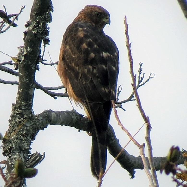 Чёрно-белый ястреб (Accipiter melanoleucus) Фото №4