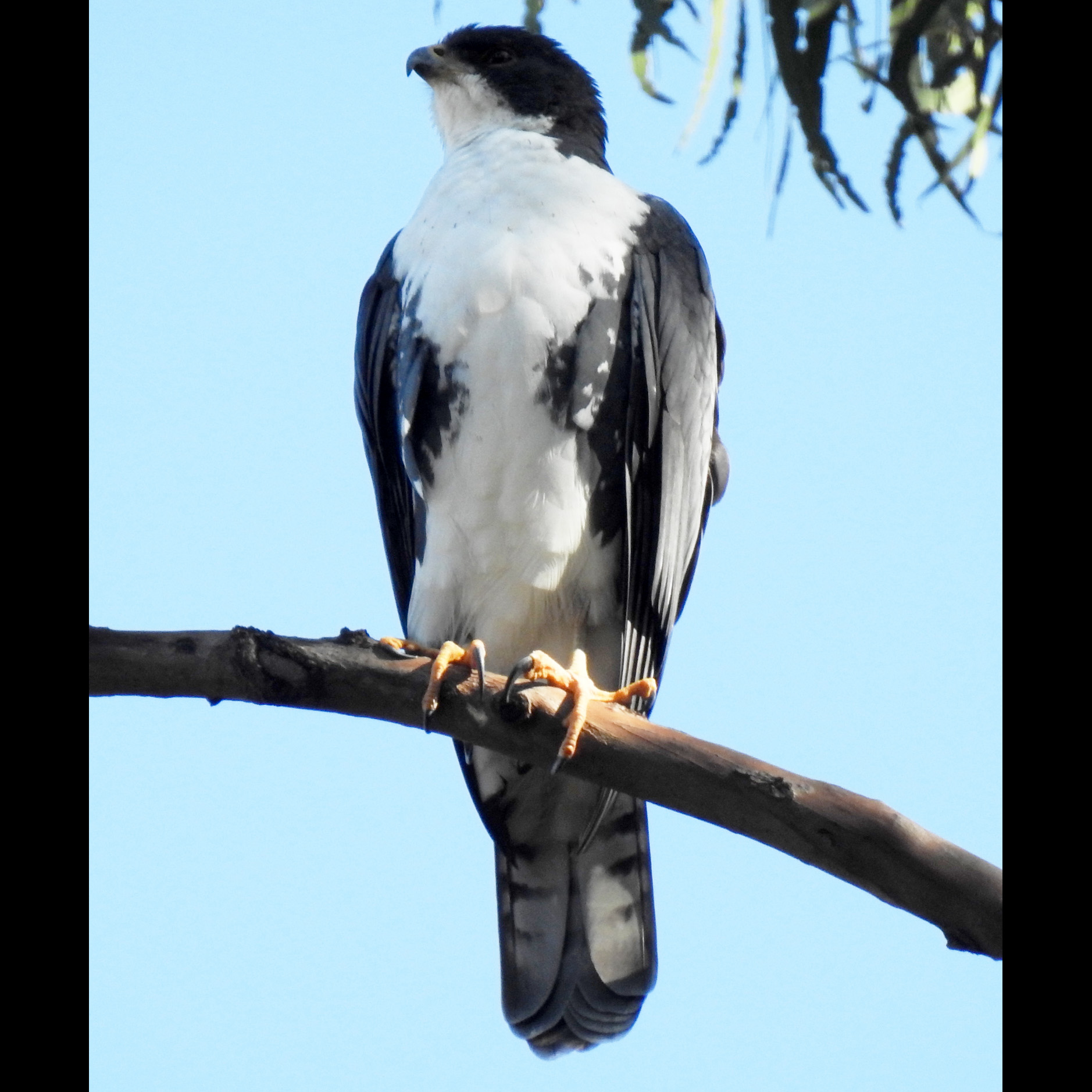 Чёрно-белый ястреб (Accipiter melanoleucus) Фото №5