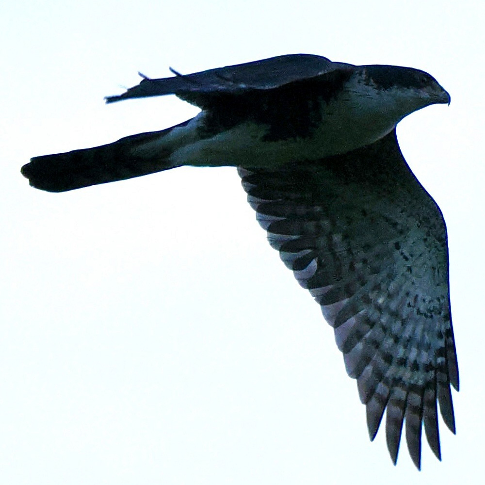 Чёрно-белый ястреб (Accipiter melanoleucus) Фото №6