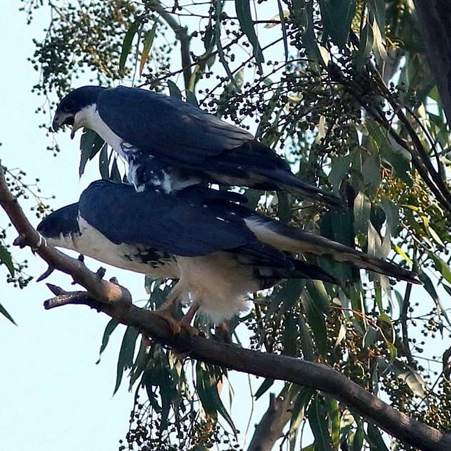 Чёрно-белый ястреб (Accipiter melanoleucus) Фото №7