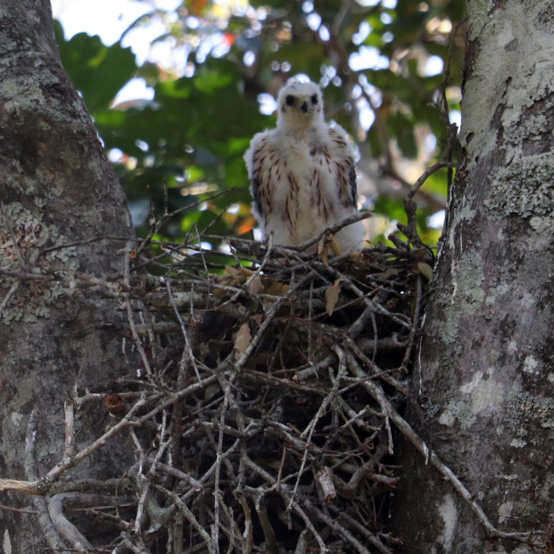 Чёрно-белый ястреб (Accipiter melanoleucus) Фото №8