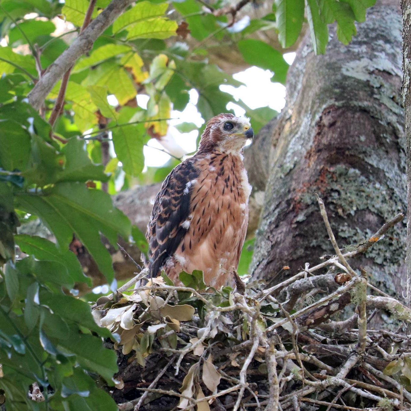 Чёрно-белый ястреб (Accipiter melanoleucus) Фото №9