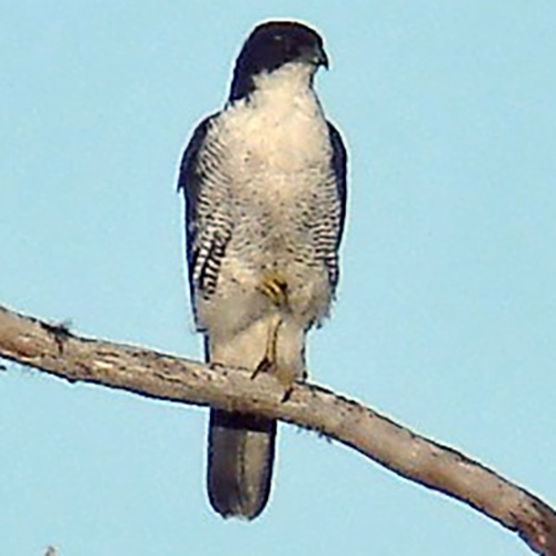 Мейеров ястреб (Accipiter meyerianus) Фото №2