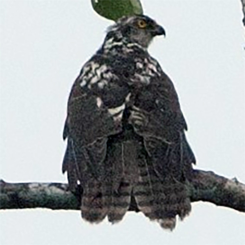 Мейеров ястреб (Accipiter meyerianus) Фото №3