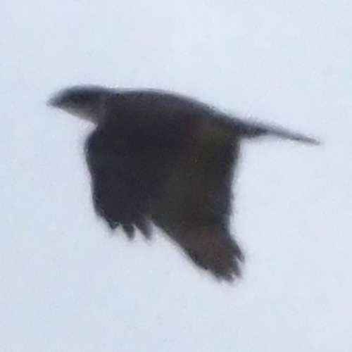 Мейеров ястреб (Accipiter meyerianus) Фото №4
