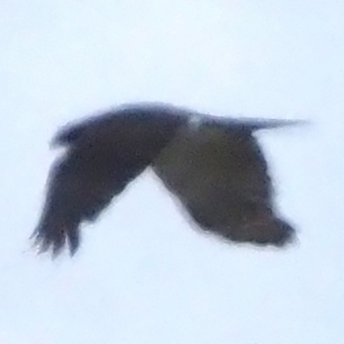 Мейеров ястреб (Accipiter meyerianus) Фото №5