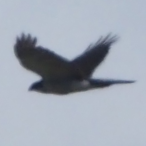 Мейеров ястреб (Accipiter meyerianus) Фото №6