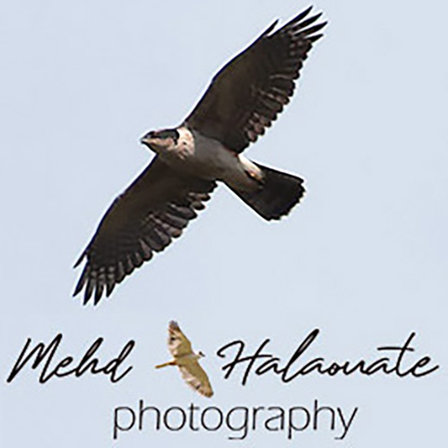 Мейеров ястреб (Accipiter meyerianus) Фото №7