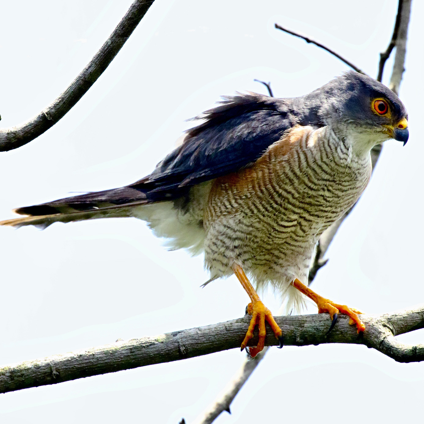 Африканский малый перепелятник (Accipiter minullus) Фото №3