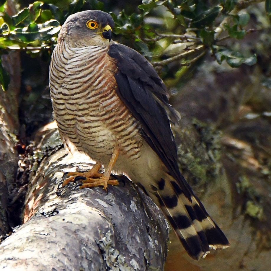 Африканский малый перепелятник (Accipiter minullus) Фото №4