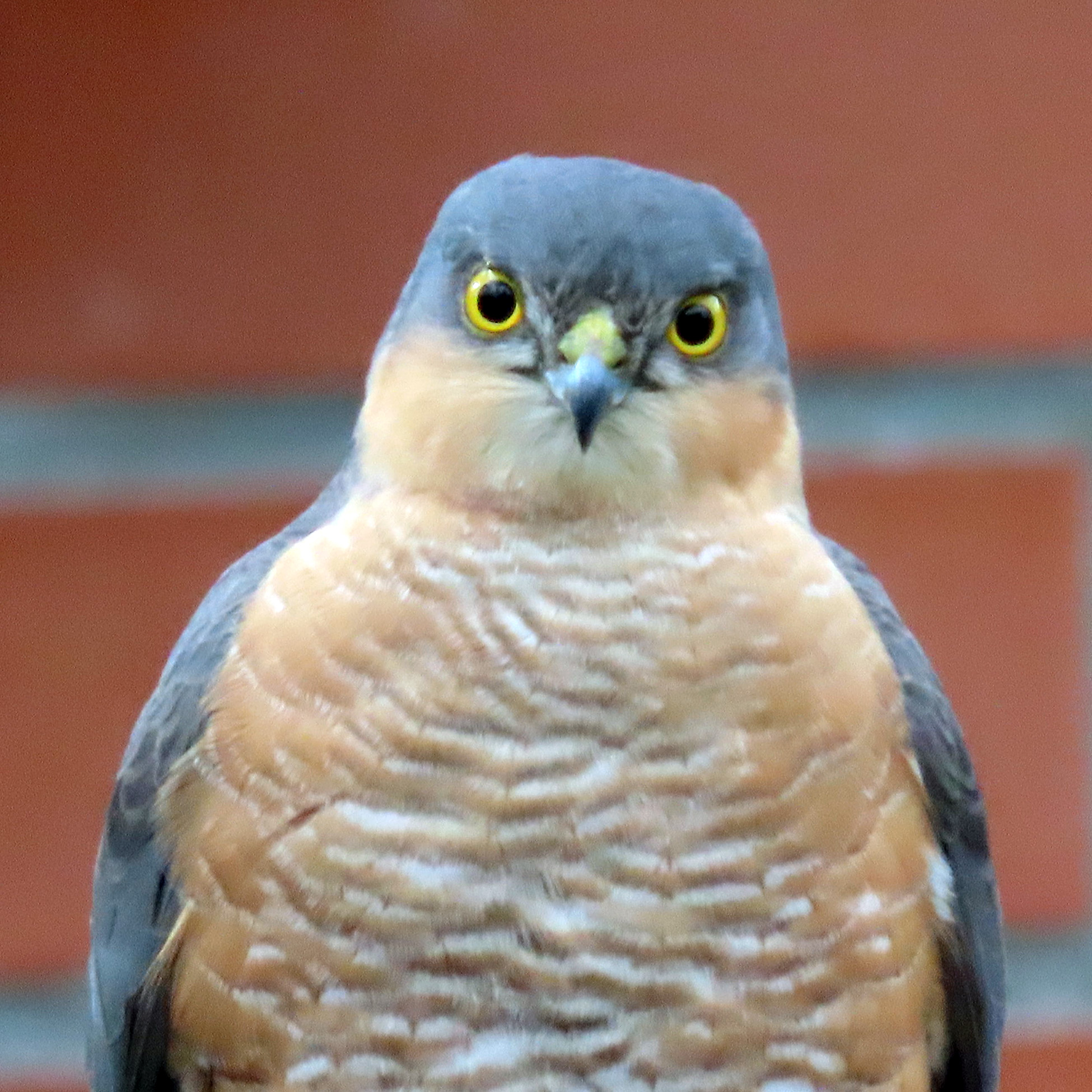 Целебесский ястреб (Accipiter nanus) Фото №10