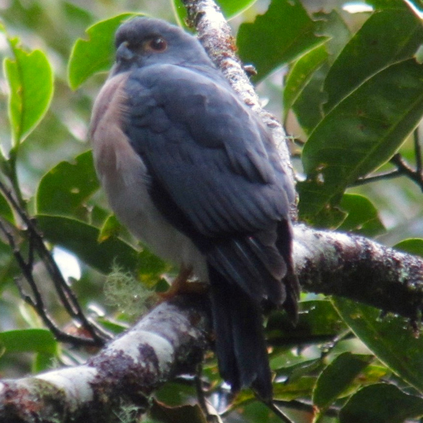 Целебесский ястреб (Accipiter nanus) Фото №2