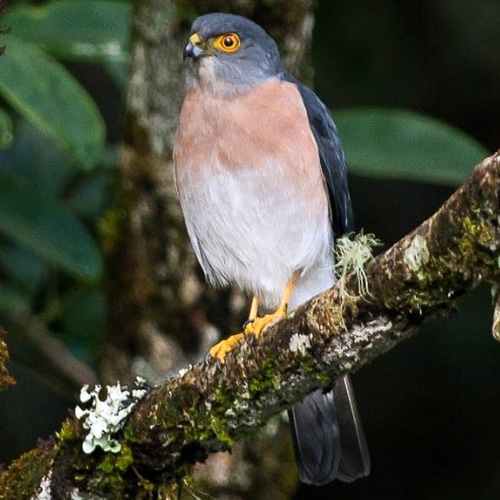 Целебесский ястреб (Accipiter nanus) Фото №4