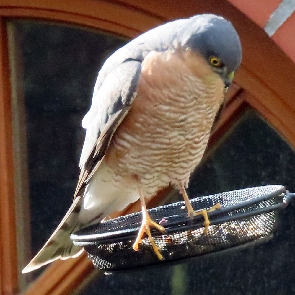 Целебесский ястреб (Accipiter nanus) Фото №5