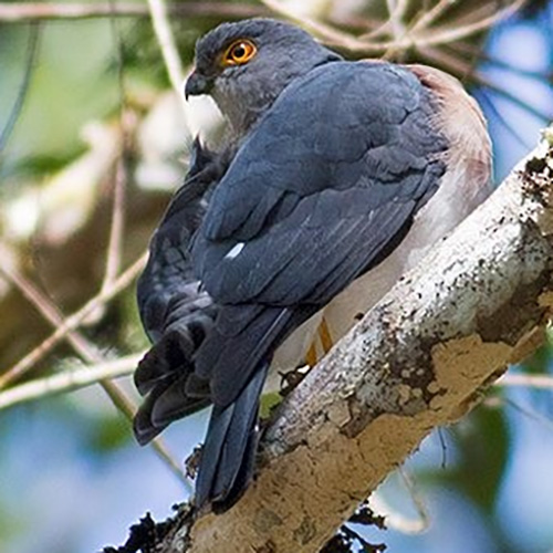 Целебесский ястреб (Accipiter nanus) Фото №6