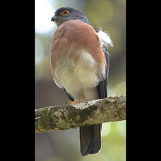 Целебесский ястреб (Accipiter nanus) Фото №7