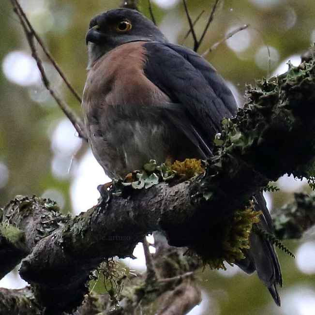 Целебесский ястреб (Accipiter nanus) Фото №8