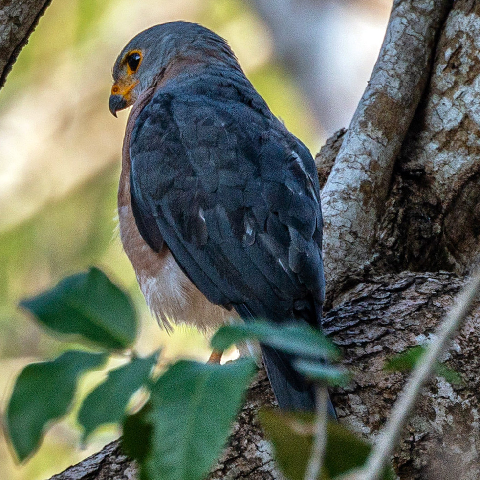 Целебесский ястреб (Accipiter nanus) Фото №9