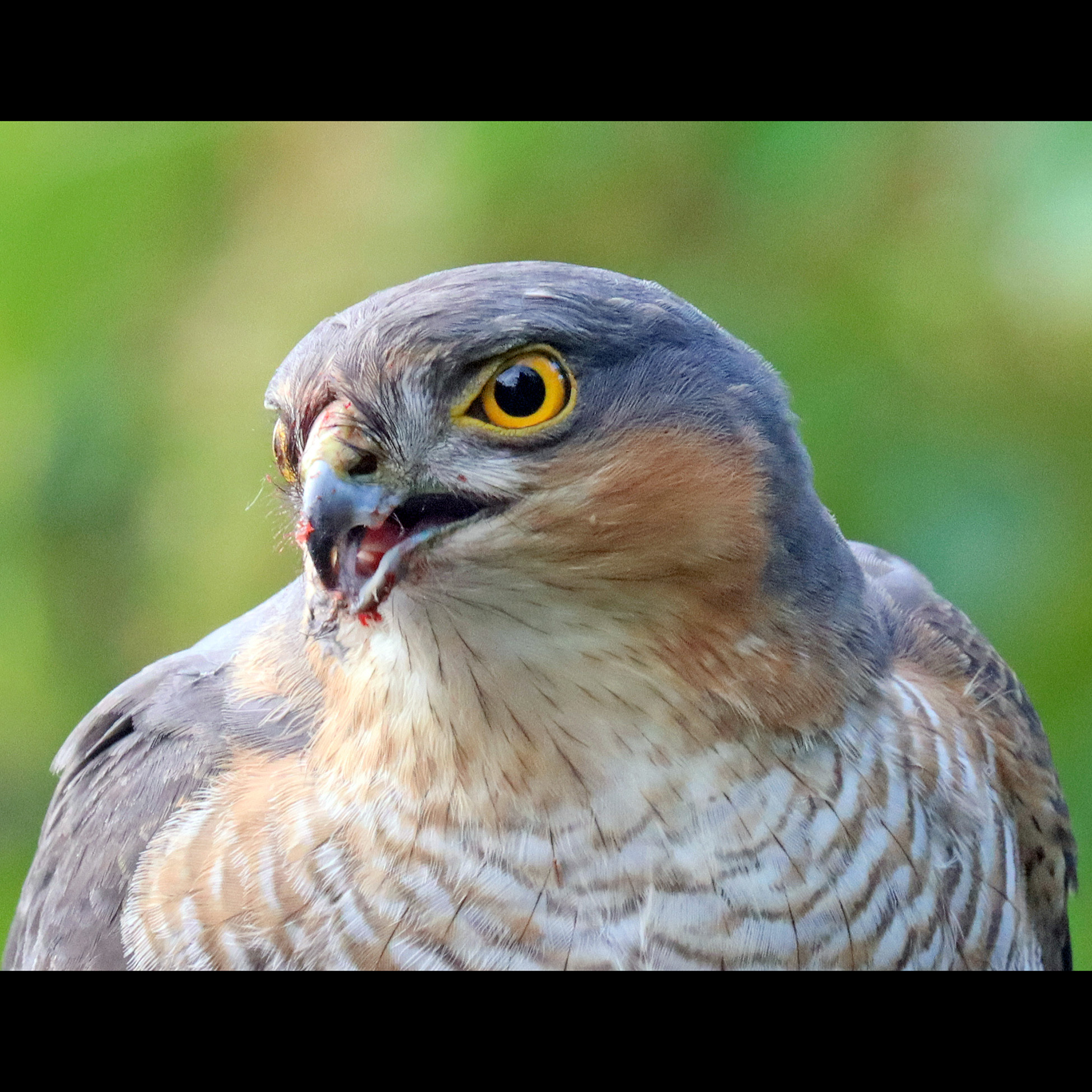 Ястреб-перепелятник (Accipiter nisus) Фото №10