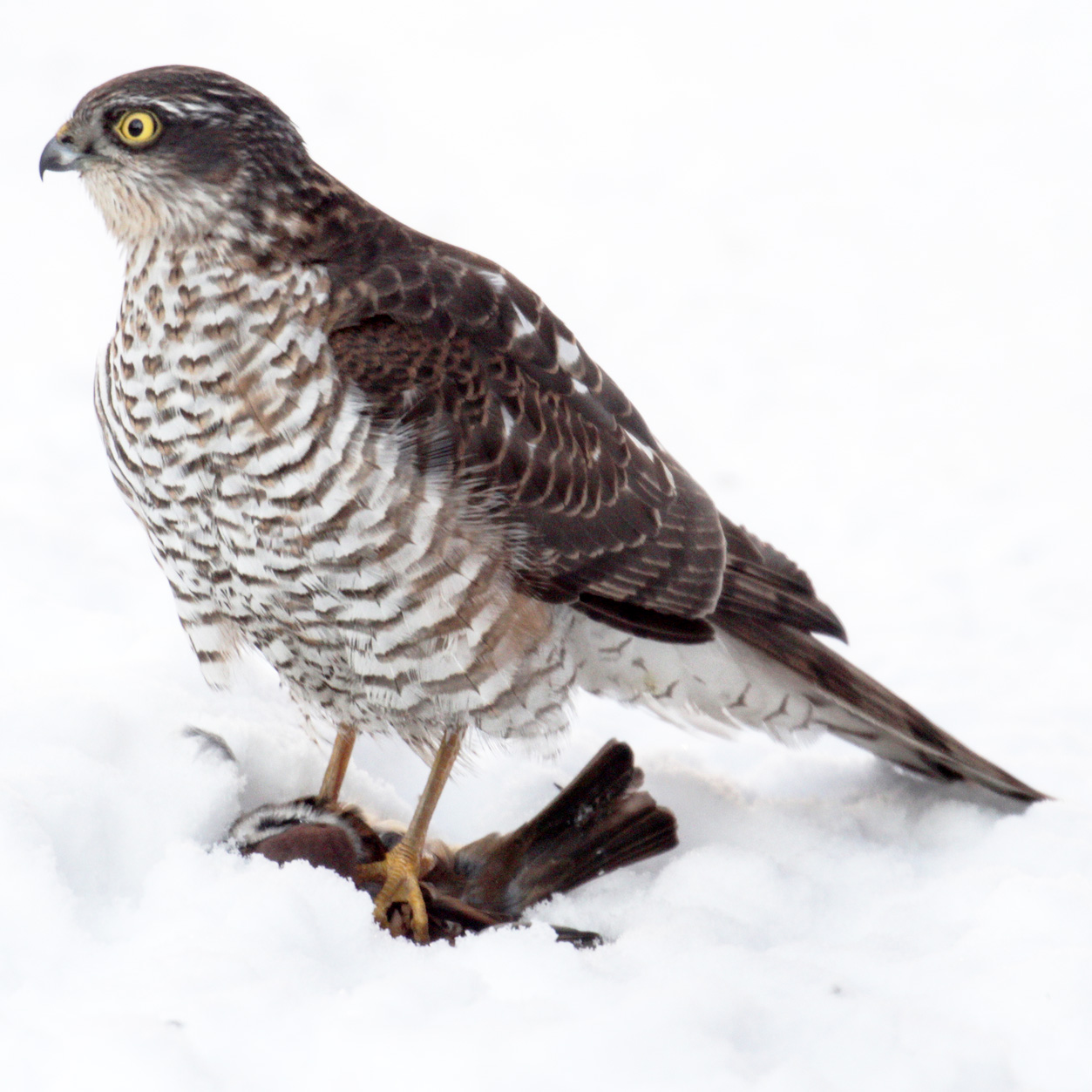 Ястреб-перепелятник (Accipiter nisus) Фото №4