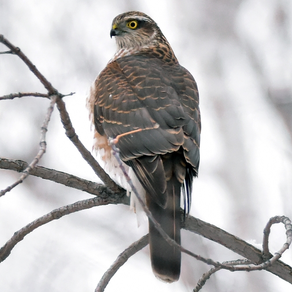 Ястреб-перепелятник (Accipiter nisus) Фото №5