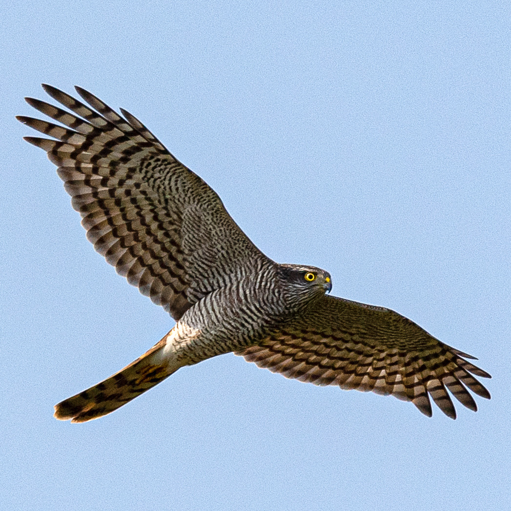 Ястреб-перепелятник (Accipiter nisus) Фото №6