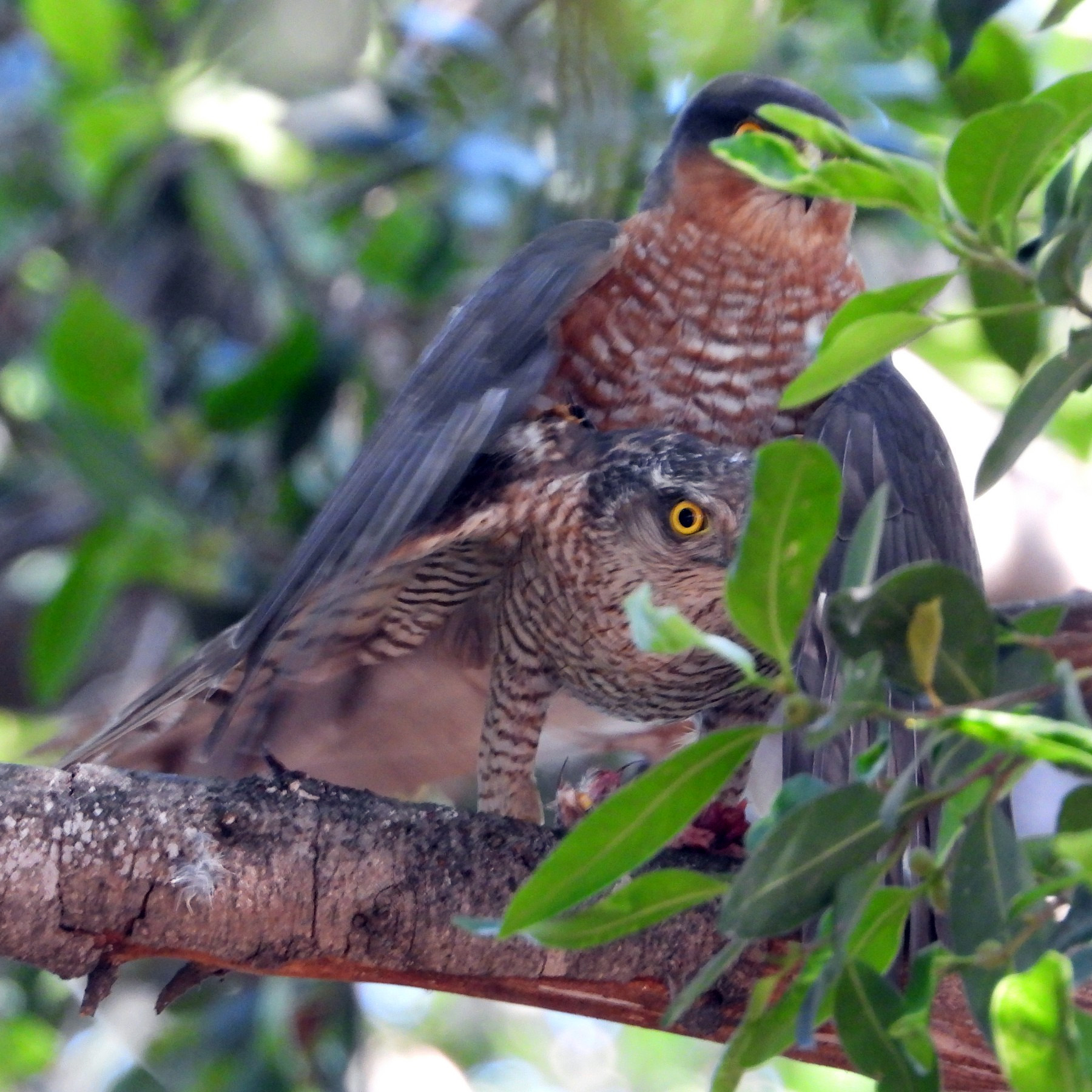 Ястреб-перепелятник (Accipiter nisus) Фото №7